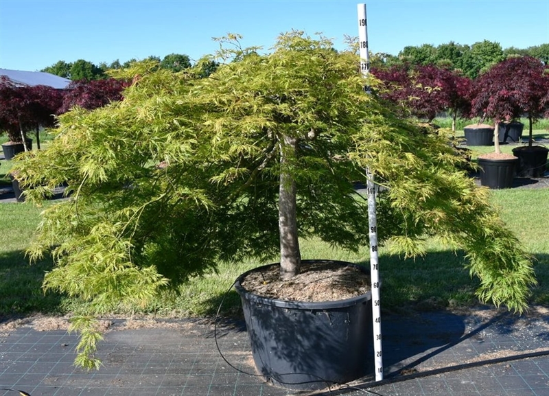 Клен дланевидный "Green Lace" 220/80 (Nieuwkoop Europe) 43252 - фото 105336