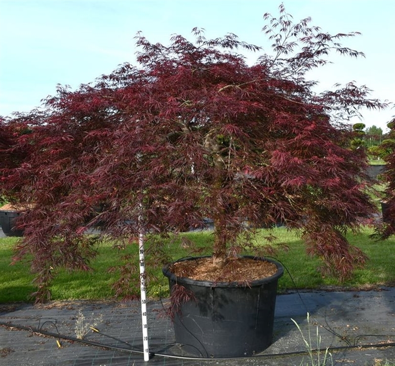 Клен дланевидный "Inaba-Shidare" 240/110 (Nieuwkoop Europe) 43258 - фото 105342