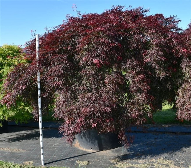 Клен дланевидный "Inaba-Shidare" 230/100 (Nieuwkoop Europe) 43259 - фото 105343