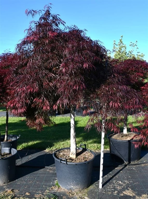 Клен дланевидный "Inaba-Shidare" 270/65 (Nieuwkoop Europe) 43262 - фото 105346