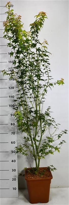 Клен дланевидный "Katsura" 175/32 (Nieuwkoop Europe) 43269 - фото 105353