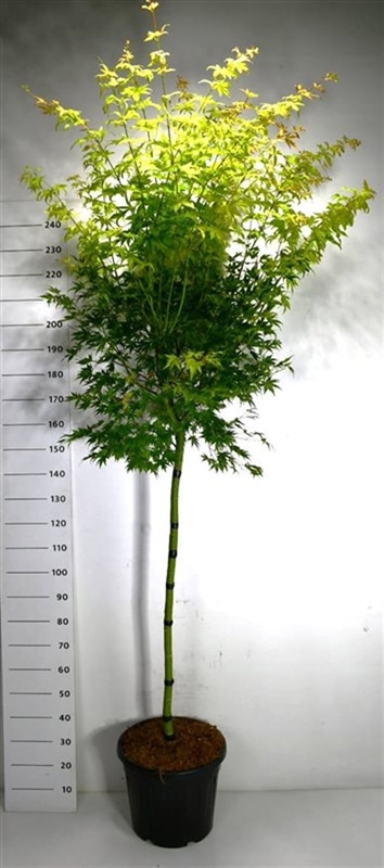 Клен дланевидный "Orange Dream" 240/40 (Nieuwkoop Europe) 43276 - фото 105360