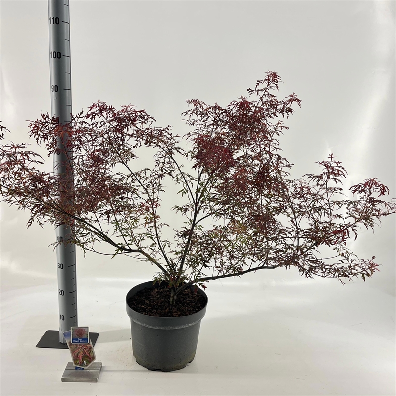 Клен дланевидный "Royal Garnet" 80/29 (Nieuwkoop Europe) 43287 - фото 105371