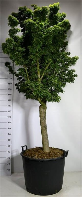 Клен дланевидный "Shishigashira" 300/65 (Nieuwkoop Europe) 43299 - фото 105383
