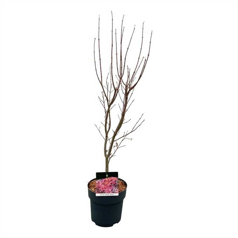 Клен дланевидный "Skeeters Broom" 90/23 (Nieuwkoop Europe) 43306 - фото 105390