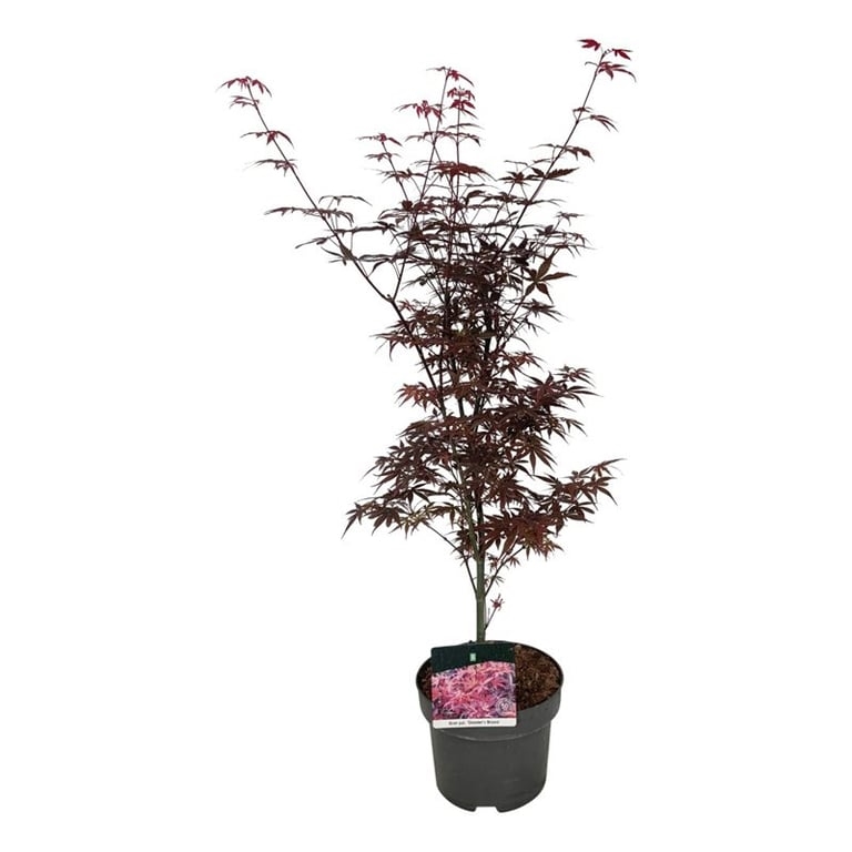Клен дланевидный "Skeeters Broom" 75/23 (Nieuwkoop Europe) 43307 - фото 105391