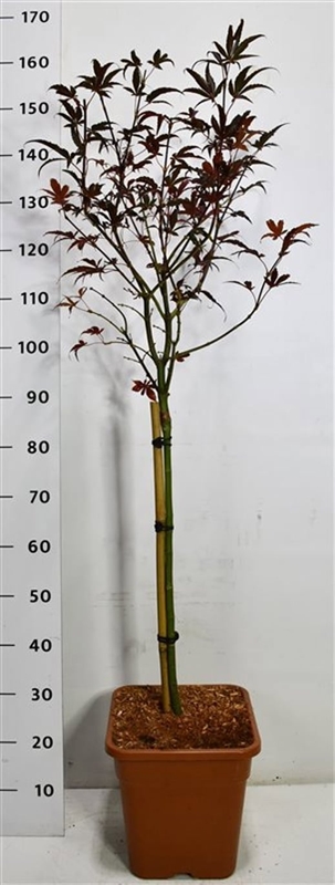 Клен дланевидный "Skeeters Broom" 32/32 (Nieuwkoop Europe) 43309 - фото 105393