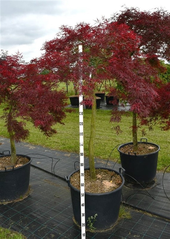 Клен дланевидный "Stella Rossa" 200/65 (Nieuwkoop Europe) 43310 - фото 105394