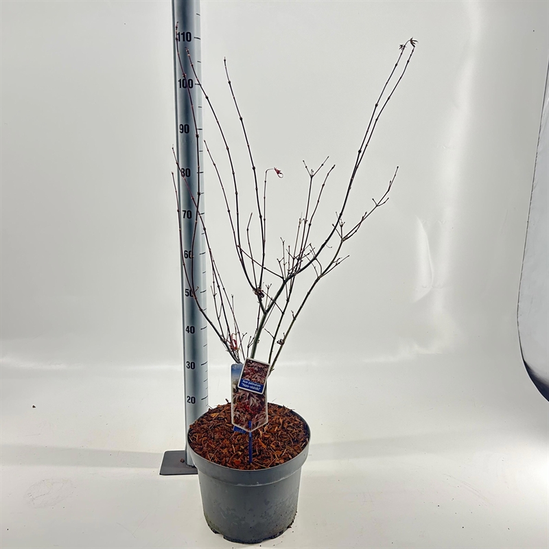 Клен дланевидный "Yezo Nishiki" 80/29 (Nieuwkoop Europe) 43333 - фото 105572