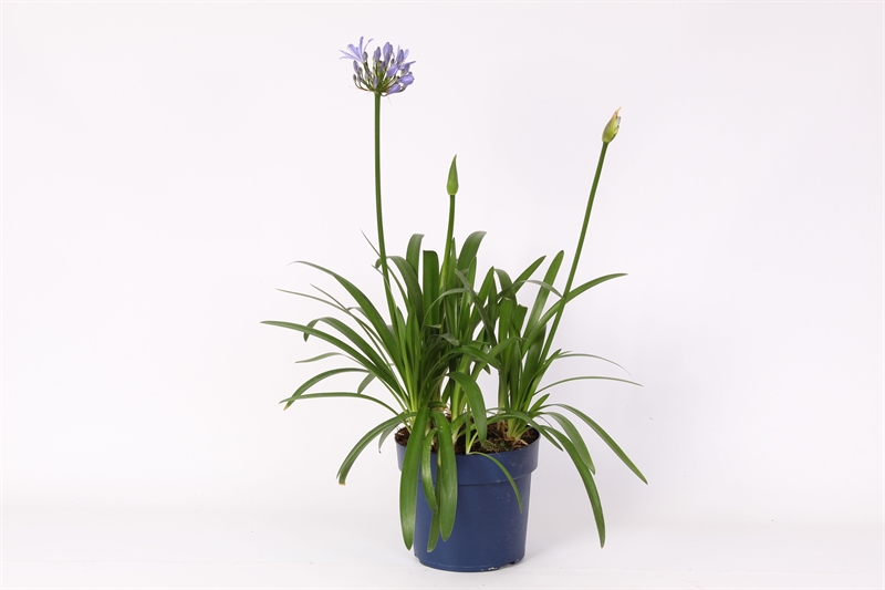 Агапантус "eydori blue" 95/23 (Nieuwkoop Europe) 43354 - фото 105593