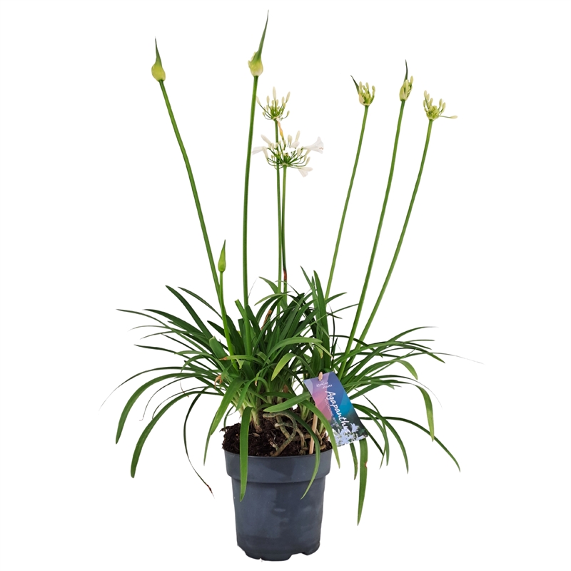 Агапантус "Picthoune White" белый 60/17 (Nieuwkoop Europe) 43356 - фото 105595