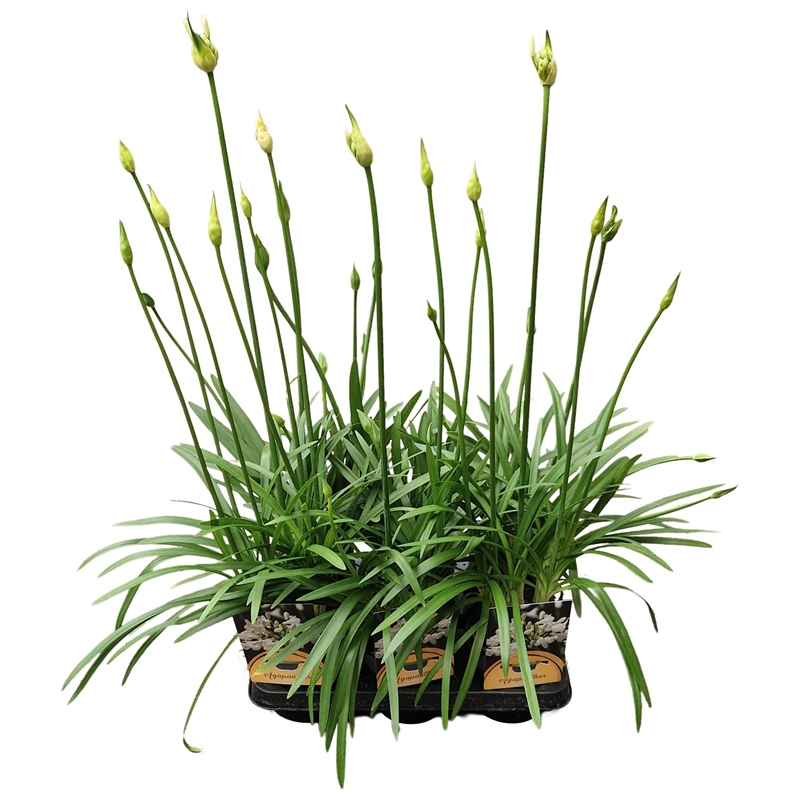 Агапантус "White Charlotte" 40/12 (Nieuwkoop Europe) 43358 - фото 105597