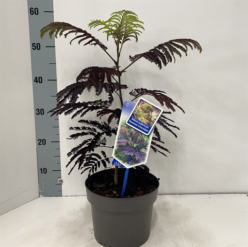 Альбиция ленкоранская "Summer Chocolate" 70/19 (Nieuwkoop Europe) 43371 - фото 105610