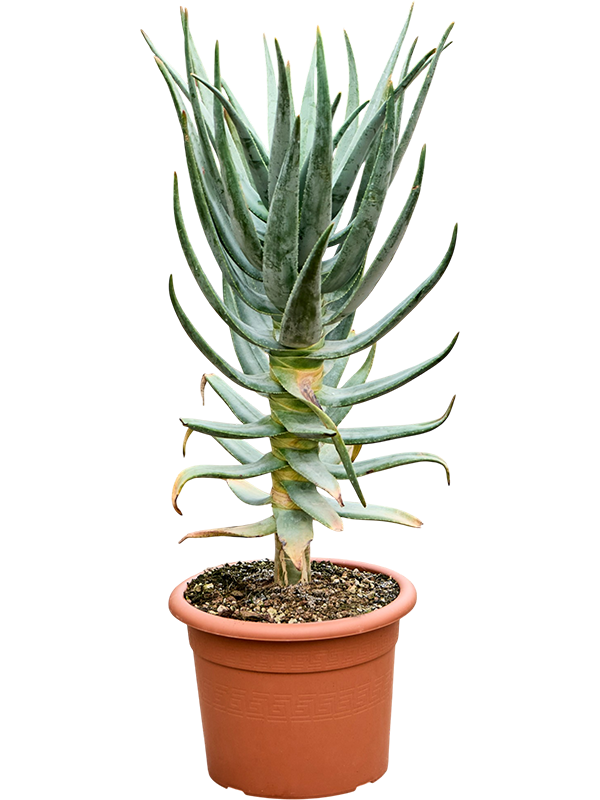 Алоэ дихотомическое (Колчанное дерево) 80/30 (Nieuwkoop Europe) 43380 - фото 105619