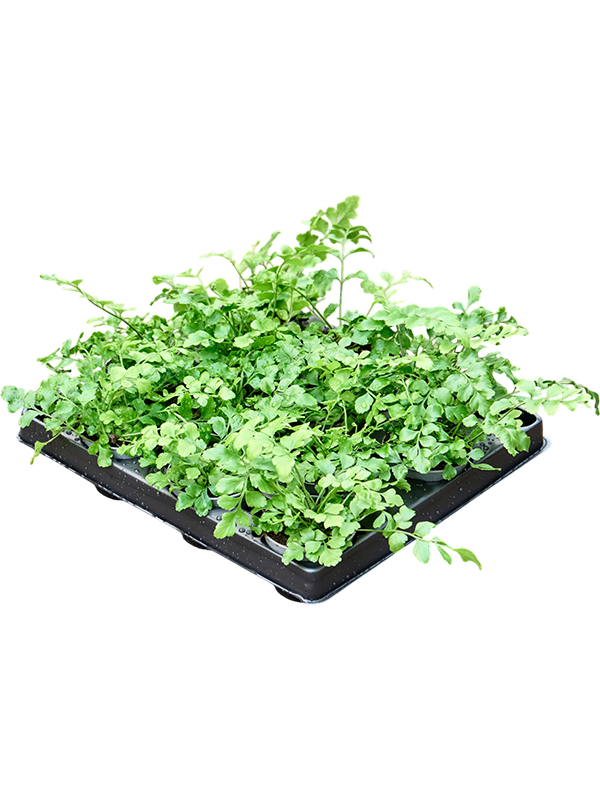 Асплениум двуформенный (диморфум) "Parvati" 10/6 (Nieuwkoop Europe) 43408 - фото 105647