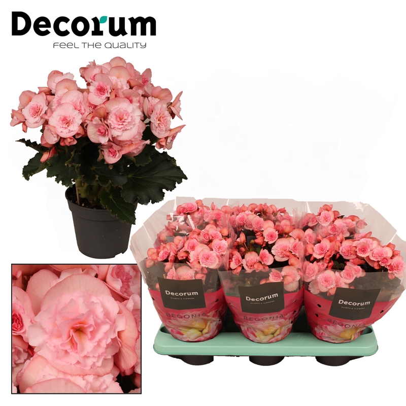 Бегония "joy pink" 32/14 (Nieuwkoop Europe) 43423 - фото 105662