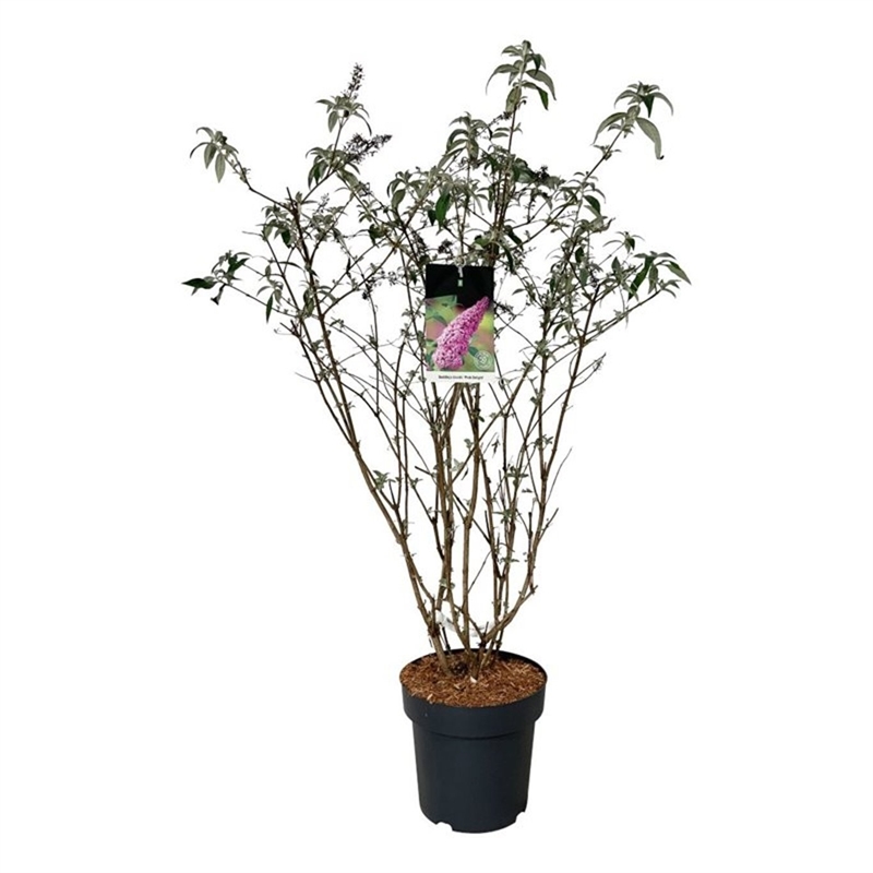 Буддлея Давида "Pink Delight" 120/32 (Nieuwkoop Europe) 43439 - фото 105680