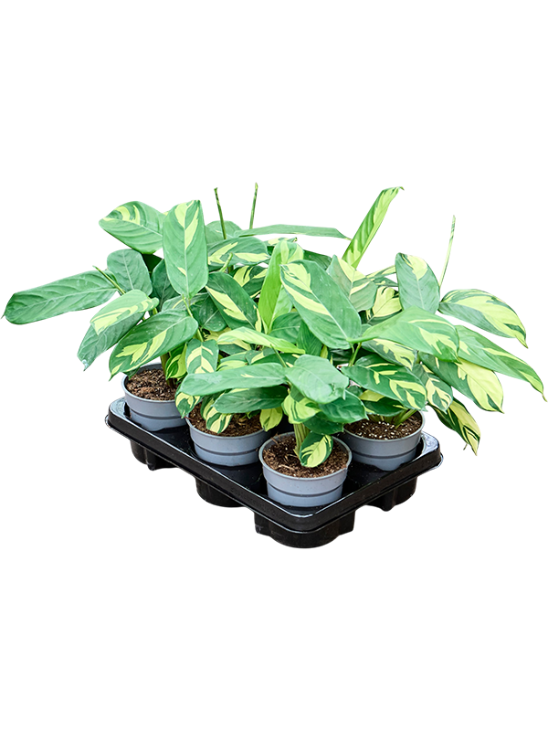 Калатея "Pilosa" 6/tray 35/12 (Nieuwkoop Europe) 43470 - фото 105711