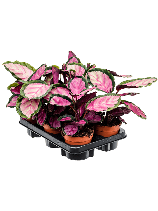 Калатея Сильвия 6/tray 30/12 (Nieuwkoop Europe) 43471 - фото 105712