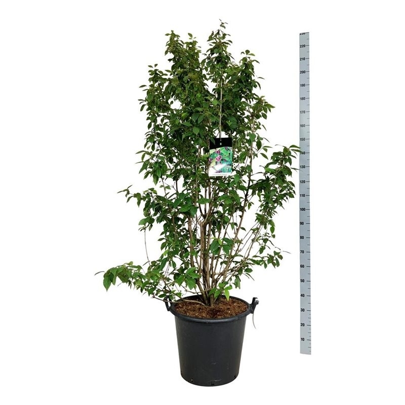 Красивоплодник Бодиньера "Profusion" 240/50 (Nieuwkoop Europe) 43474 - фото 105715