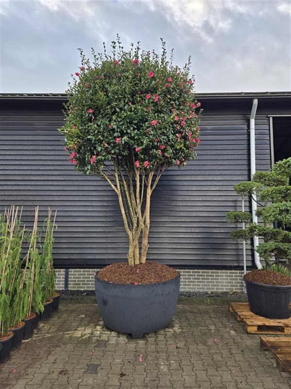 Камелия сасанква "Kanjiro" бонсай 400/140 (Nieuwkoop Europe) 43488 - фото 105729