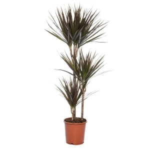 Драцена М.Мажента 3ст 21/100 (GL) 43600 - фото 105847
