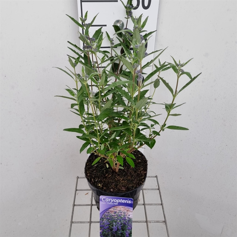 Кариоптерис кландоненский "Thetis" голубой 40/17 (Nieuwkoop Europe) 43655 - фото 105902
