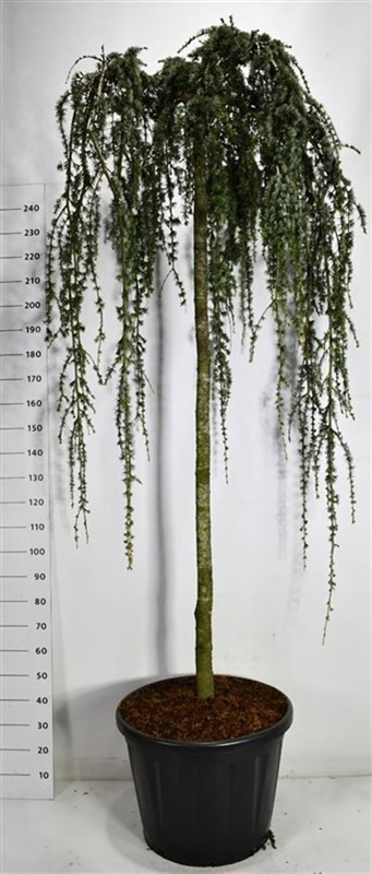 Кедр атласский "Glauca Pendula" 280/60 (Nieuwkoop Europe) 43671 - фото 105918