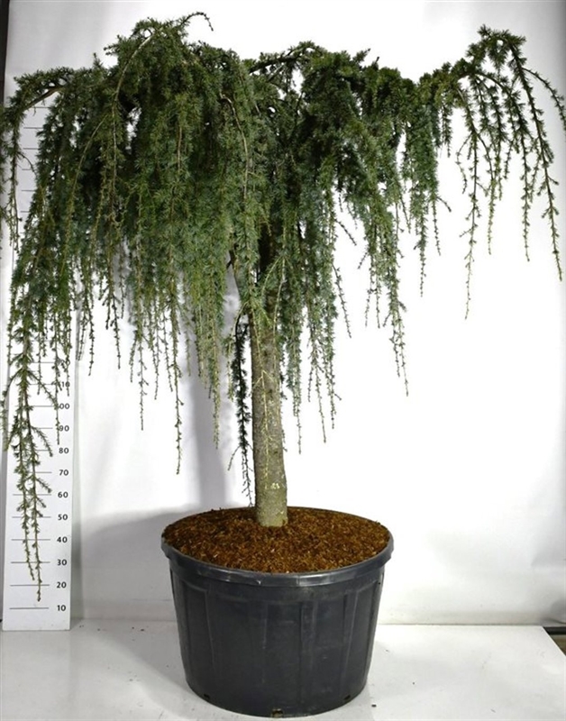 Кедр атласский "Glauca Pendula" 250/96 (Nieuwkoop Europe) 43672 - фото 105919
