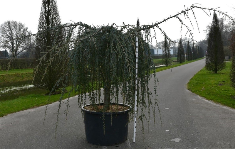 Кедр атласский "Glauca Pendula" 240/96 (Nieuwkoop Europe) 43673 - фото 105920