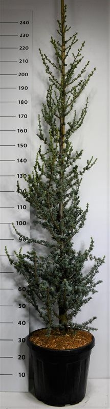 Кедр ливанский "Glauca" 230/40 (Nieuwkoop Europe) 43678 - фото 105925