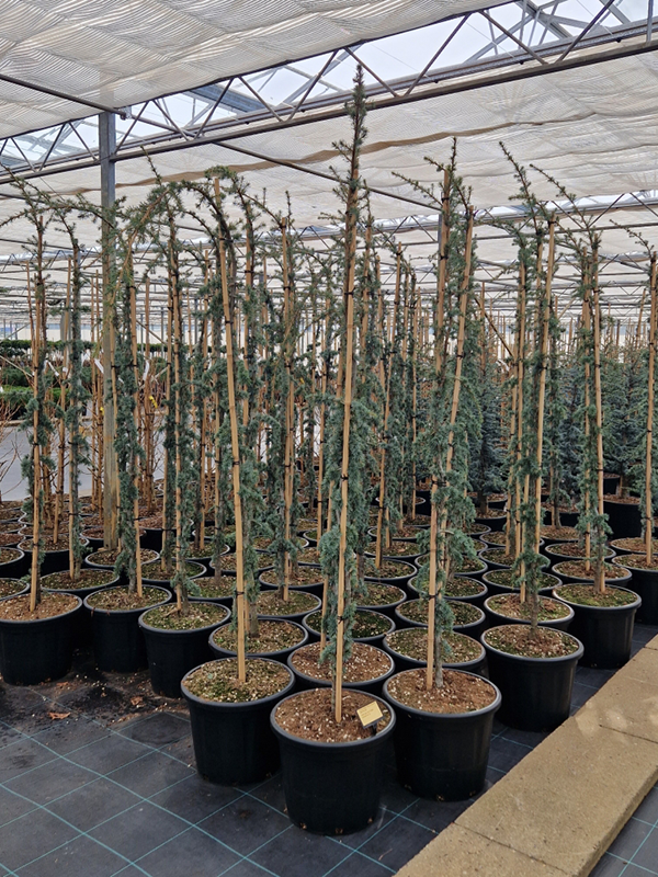 Кедр ливанский "Glauca Pendula" 230/43 (Nieuwkoop Europe) 43681 - фото 105928