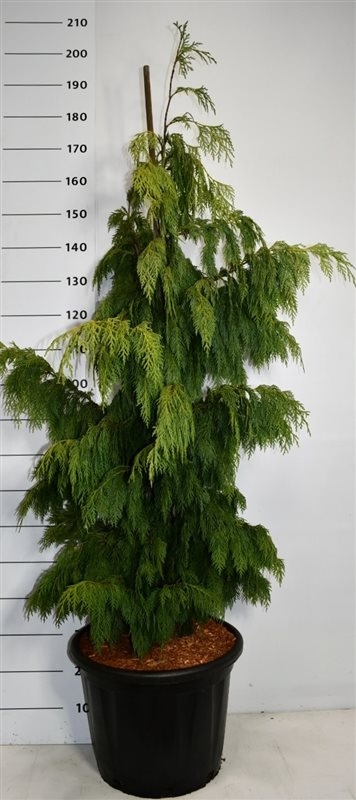 Кипарис нутканский "Pendula" 200/45 (Nieuwkoop Europe) 43701 - фото 105948