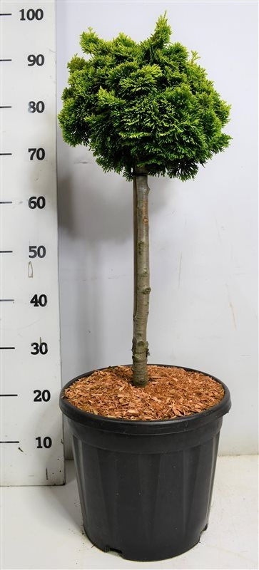 Кипарисовик туполистный (кипарисовик тупой, хиноки) "Nana Aurea" 90/32 (Nieuwkoop Europe), 43709 43709 - фото 105956