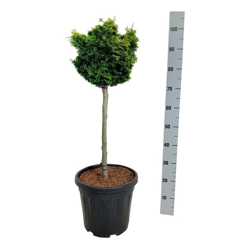 Кипарисовик туполистный (кипарисовик тупой, хиноки) "Nana Aurea" 90/32 (Nieuwkoop Europe), 43710 43710 - фото 105957
