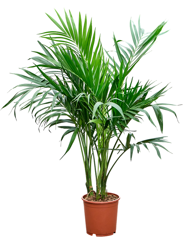 Хамедорея Катарактарум "Stella" 100/21 (Nieuwkoop Europe) 43724 - фото 105971