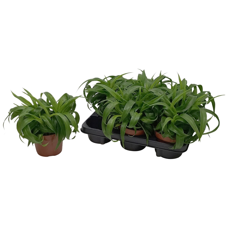 Хлорофитум хохлатый "Green Bonnie" 25/13 (Nieuwkoop Europe) 43732 - фото 105979