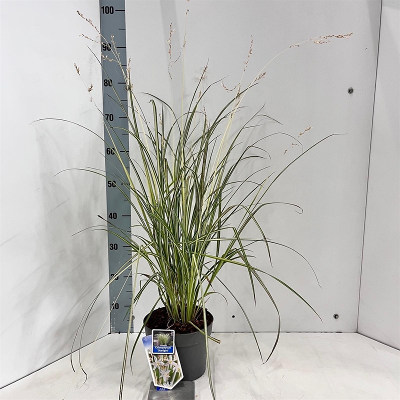 Хлорофитум saunderisiae ‘starlight’ 70/19 (Nieuwkoop Europe) 43733 - фото 105980