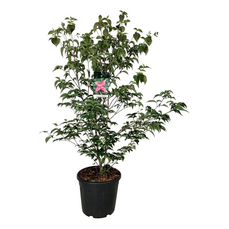 Дёрен коуза "Scarlet Fire" 175/40 (Nieuwkoop Europe) 43790 - фото 106095