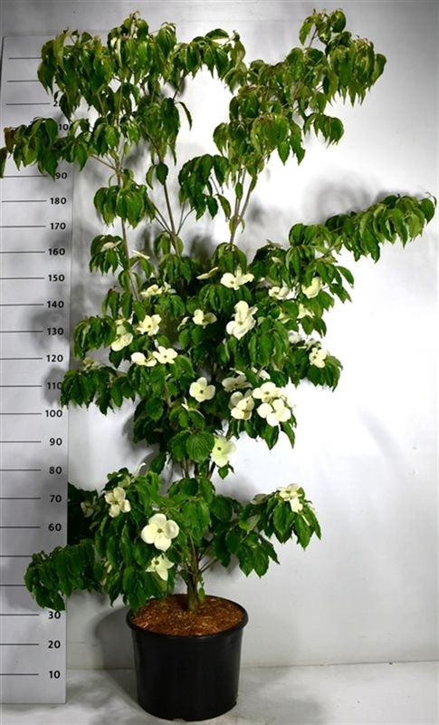 Дёрен коуза "Teutonia" 240/38 (Nieuwkoop Europe) 43795 - фото 106100
