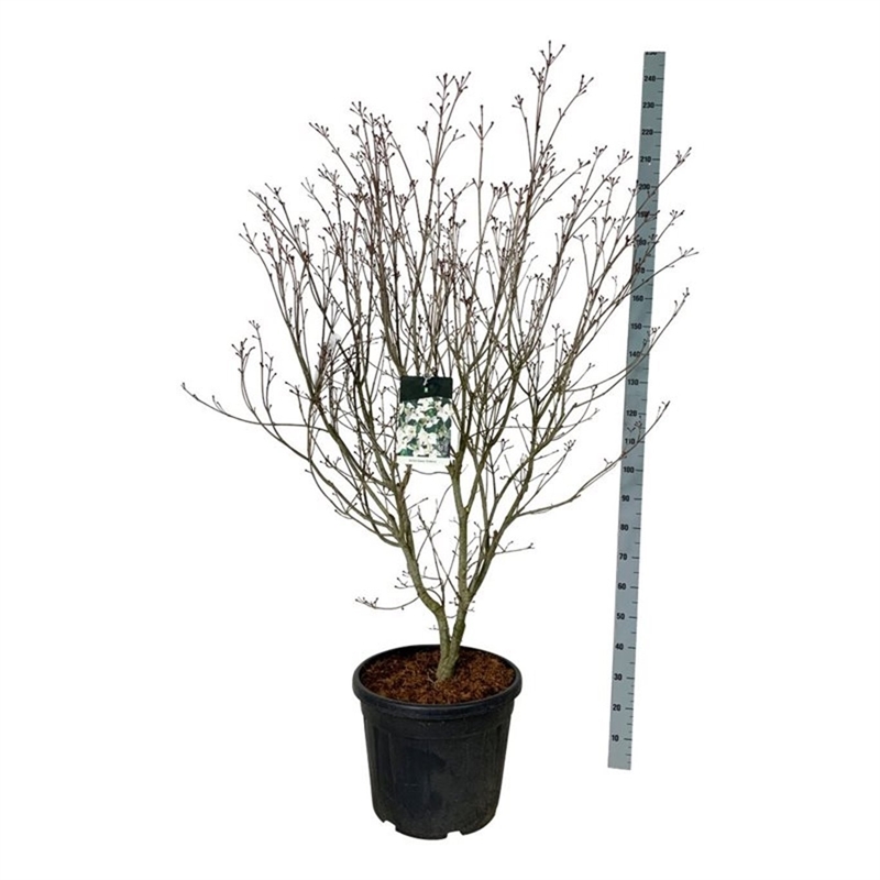 Дёрен коуза "Teutonia" 210/50 (Nieuwkoop Europe) 43797 - фото 106102