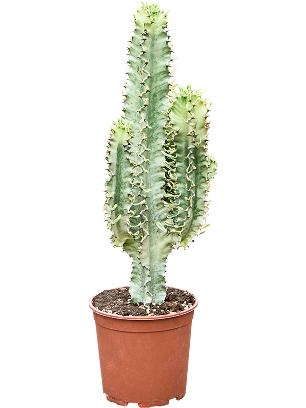 Молочай эритрейский (эуфорбия эритрея) "Variegata" 85/24 (Nieuwkoop Europe) 44376 - фото 106705