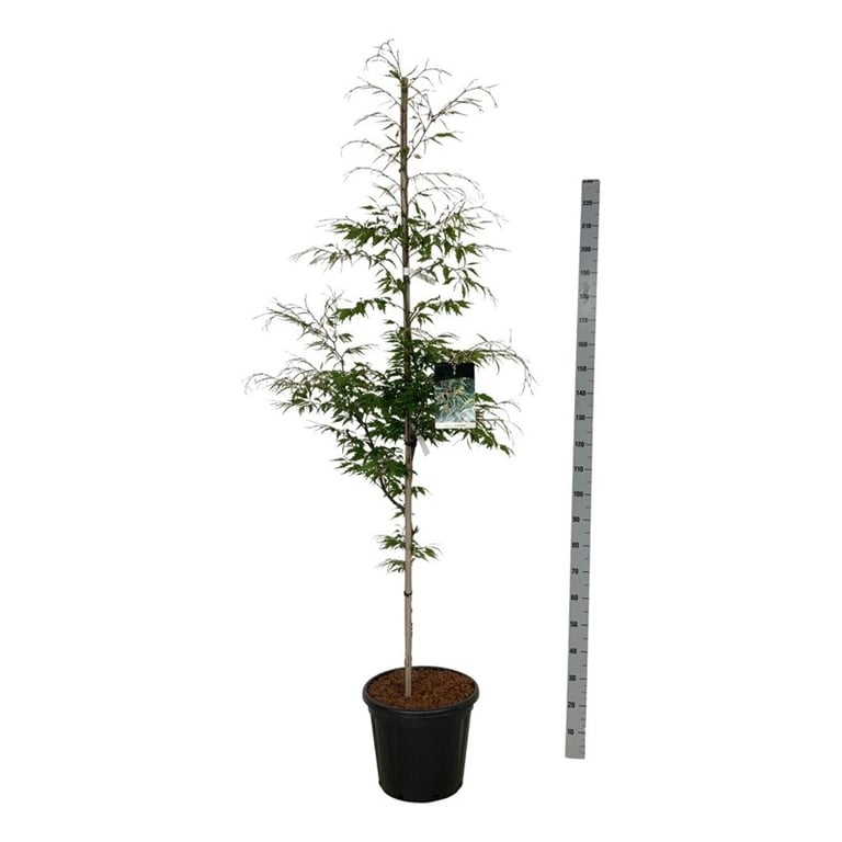 Бук европейский "Aspleniifolia" 210/40 (Nieuwkoop Europe) 44391 - фото 106720