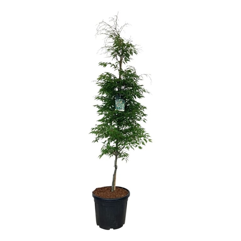 Бук европейский "Aspleniifolia" 260/50 (Nieuwkoop Europe) 44392 - фото 106721