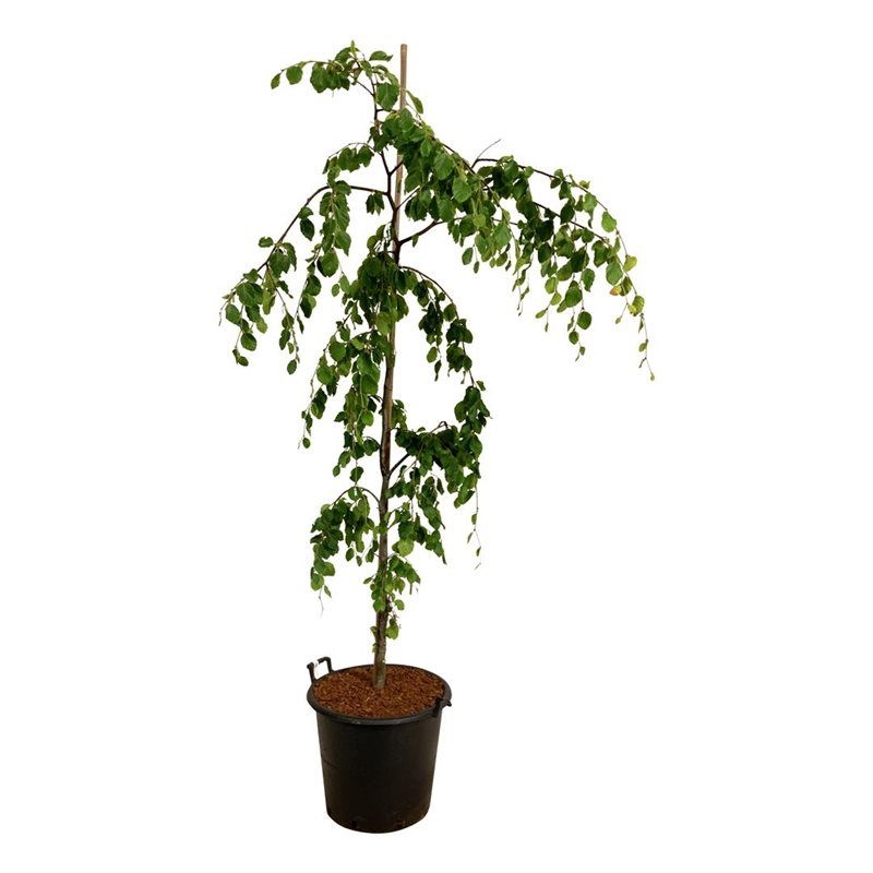 Бук европейский "Pendula" 210/50 (Nieuwkoop Europe) 44402 - фото 106731