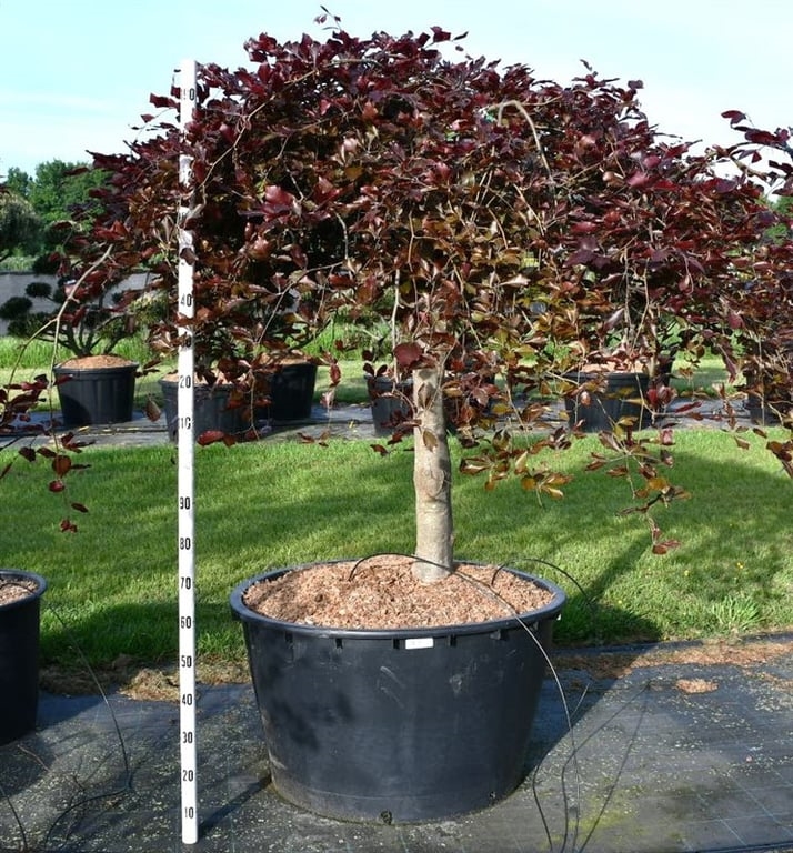 Бук европейский "Purpurea Pendula" 200/100 (Nieuwkoop Europe) 44406 - фото 106735