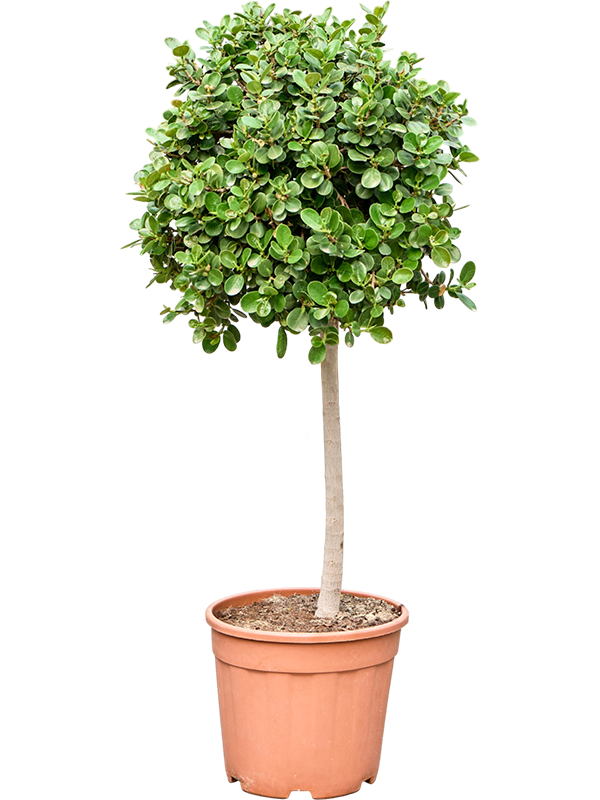 Фикус "Panda" 110/38 (Nieuwkoop Europe) 44421 - фото 106750