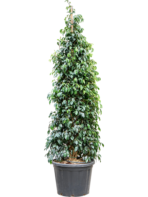 Фикус бенджамина "Danielle" 210/52 (Nieuwkoop Europe) 44530 - фото 106858
