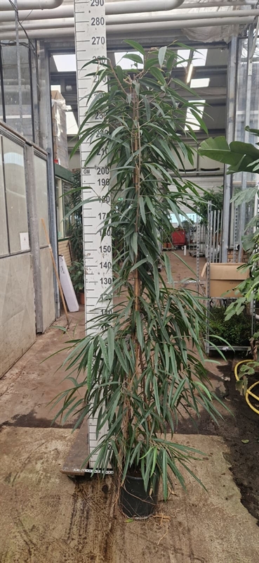 Фикус биннендийка "Alii" 240/30 (Nieuwkoop Europe) 44532 - фото 106860