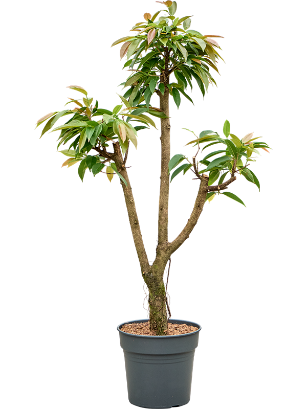 Фикус биннендийка "Amstel King" 150/30 (Nieuwkoop Europe) 44535 - фото 106863